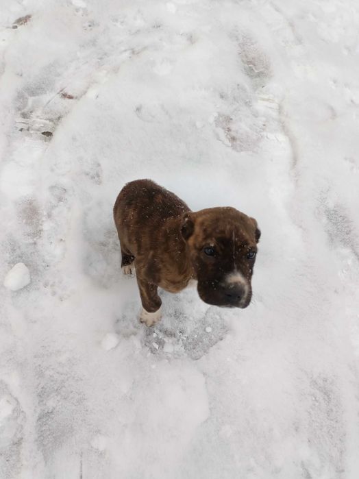 Щенок 2 месяцов предки бойцы