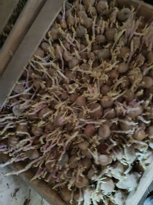 Картошка уруглик