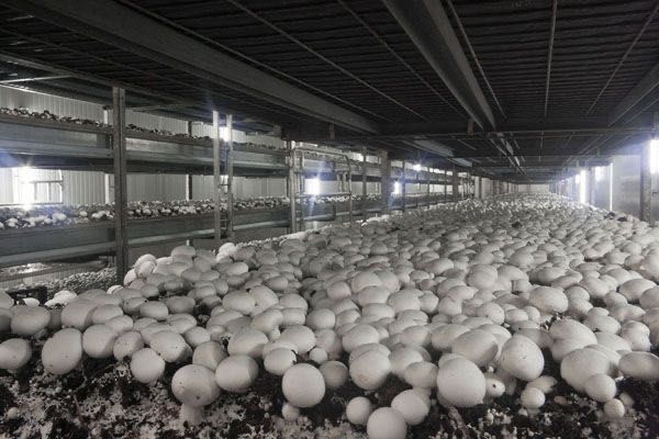 Продаются Шампиньоны в оптом по низкой цене