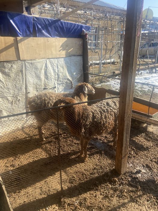 Семіз қой сатылады