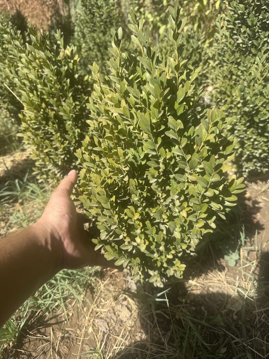 Самшит оптом.  .