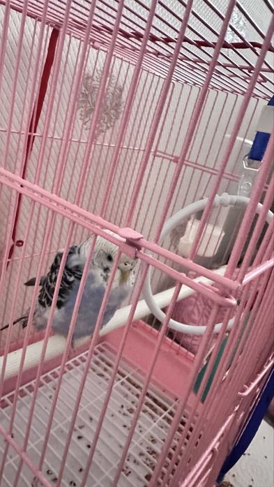 папугай мальчикк