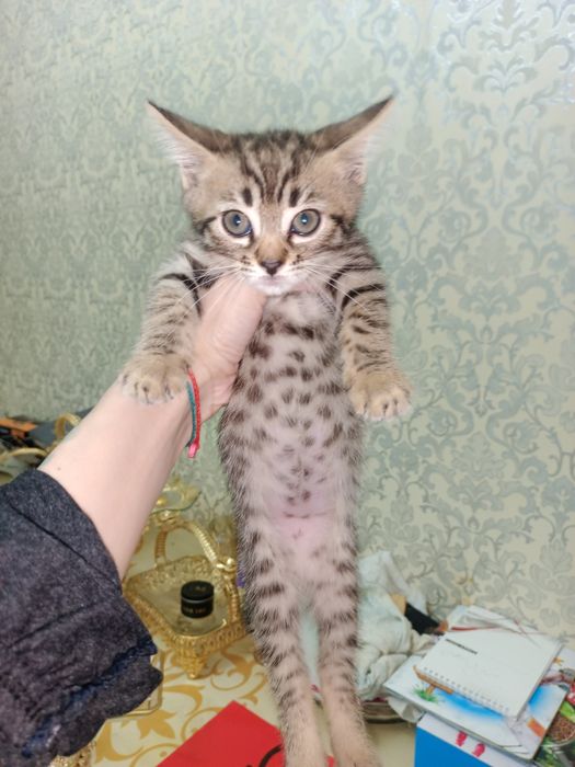 Zotor muwuk onasi Shatlanskiy visla uxla adasi bengal