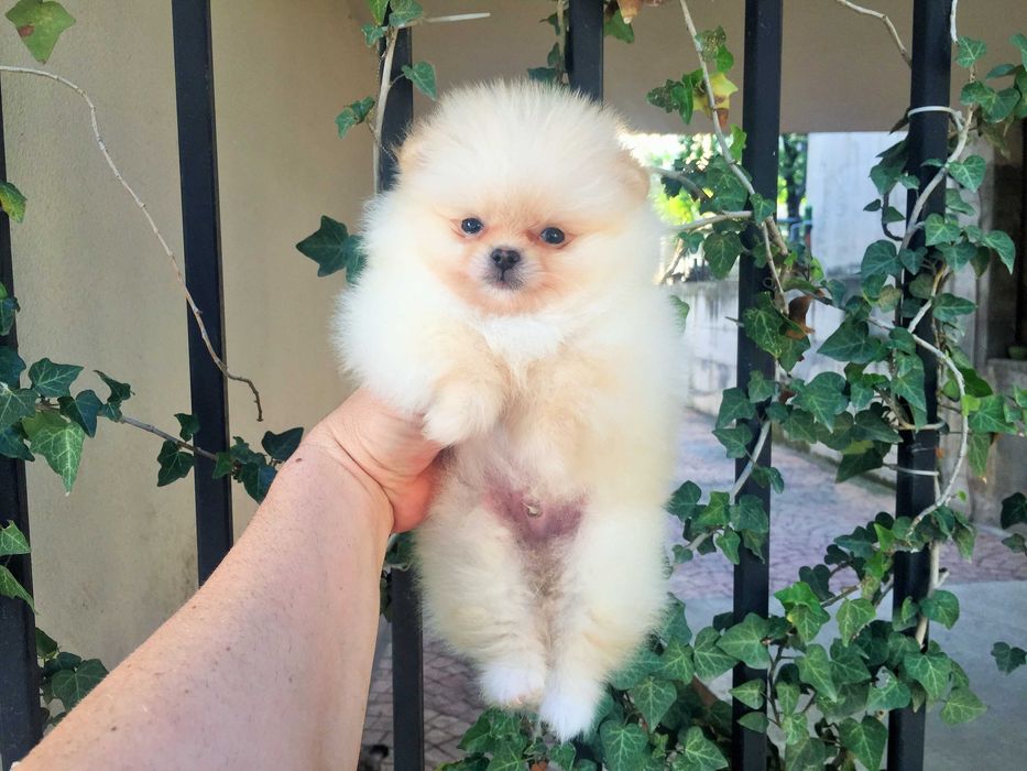 Померан мини Померанчета