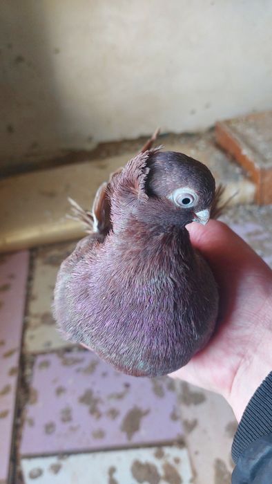 Голуби  Кептер  красный чубатый самец