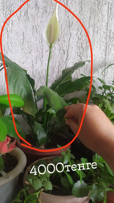 Продам домашние цветы