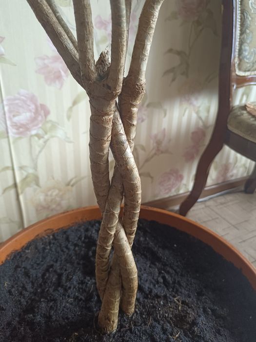 Продам цветок Драцена Караганда