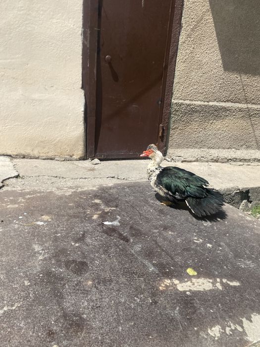 Продам индоутки