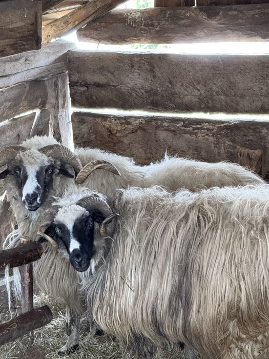 Vand berbec mai multe detalii in privat