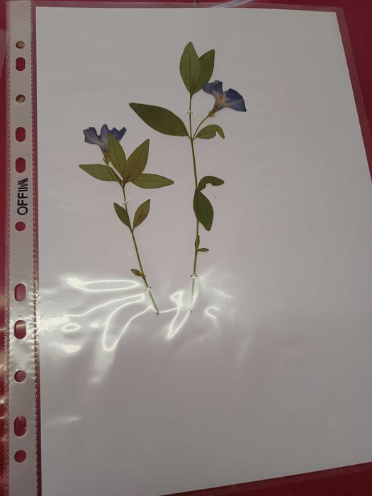 Хербарий ( за студенти и ученици)
