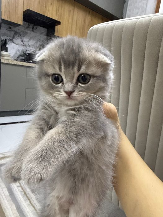 британский скотиш фолд