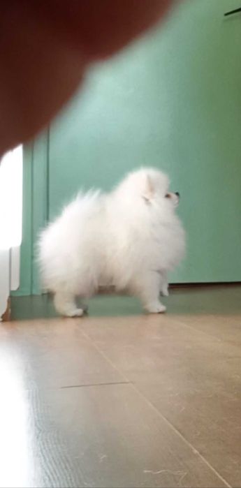 Померани Момчета с Родословие