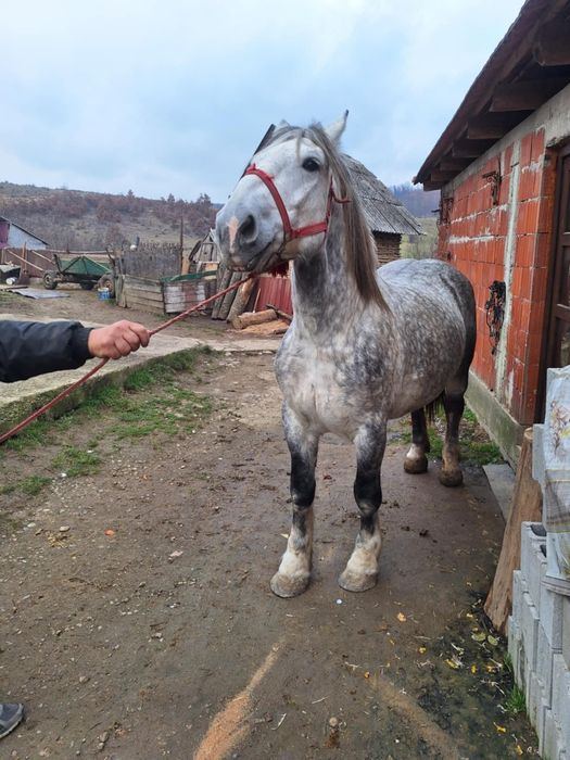 Vand iapa pe 6 ani cuminte