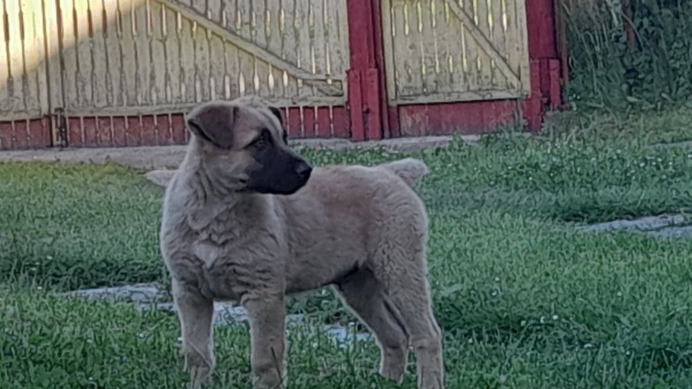 DONEZ doi cățeluși din mamă  ciobanesc german!