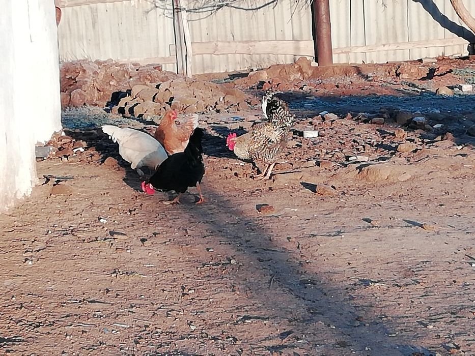 Әтештер сатылады