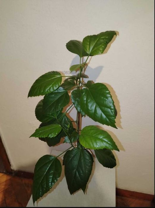 Стайни цветя различни видове