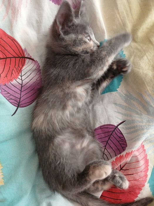 Отдам котенка бесплатно