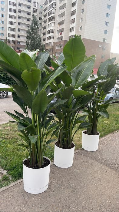 Стрелица Николая