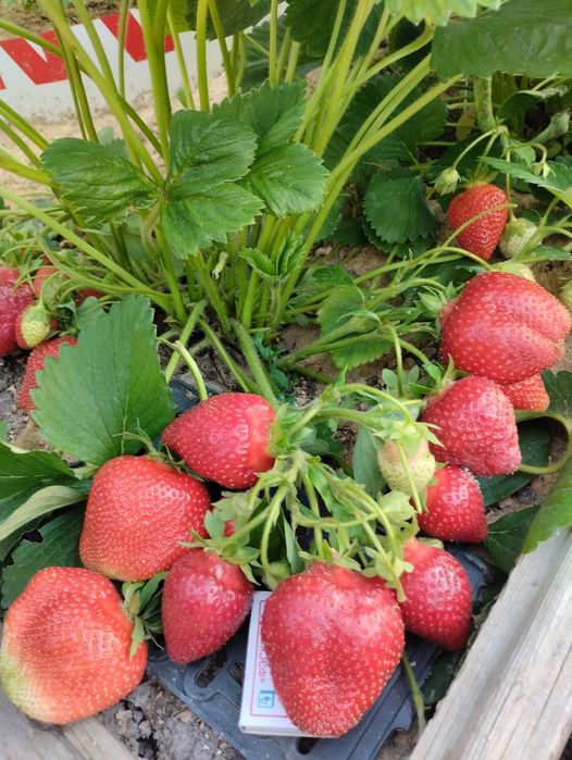 Продам саженцы клубники