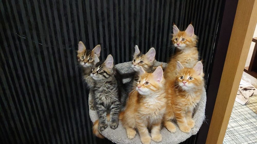 Котята породы Мейн-кун