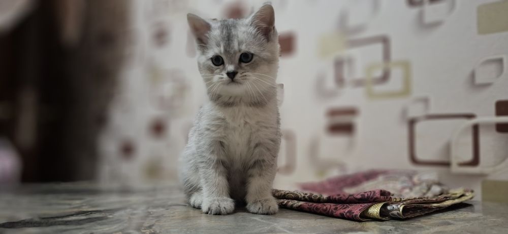 Котёнок на продажу