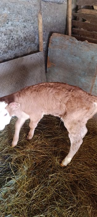 Продам телёнка бычек