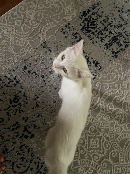 Котята в хорошие руки