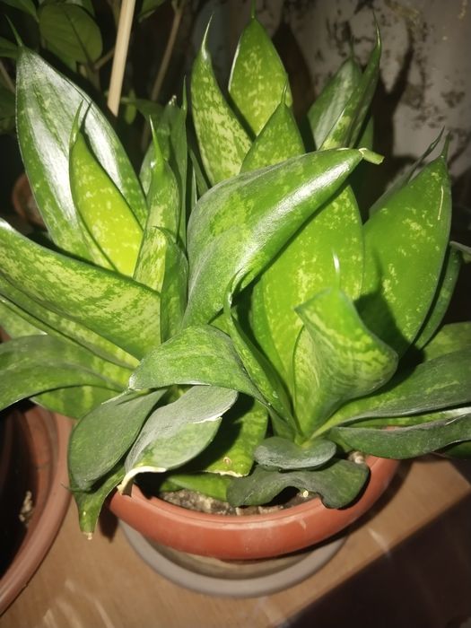 Комнатные растения