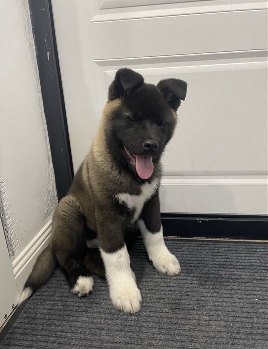 Продам щенка американская акита