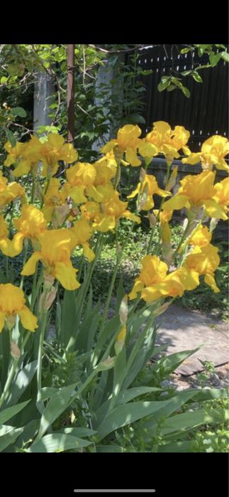 Iriși germanica  (stanjenei)