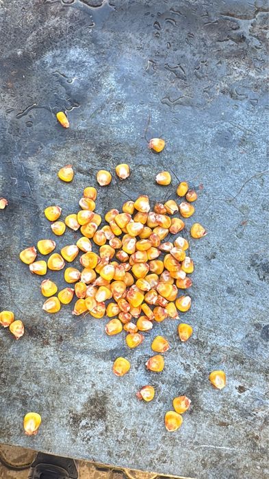 Porumb uscat de vanzare