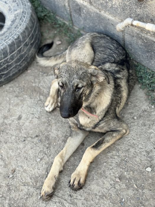 Молодая собакая-девочка ищет дом.