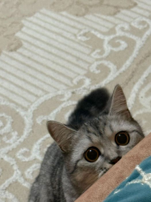 Кошечка 11 месяц девочка