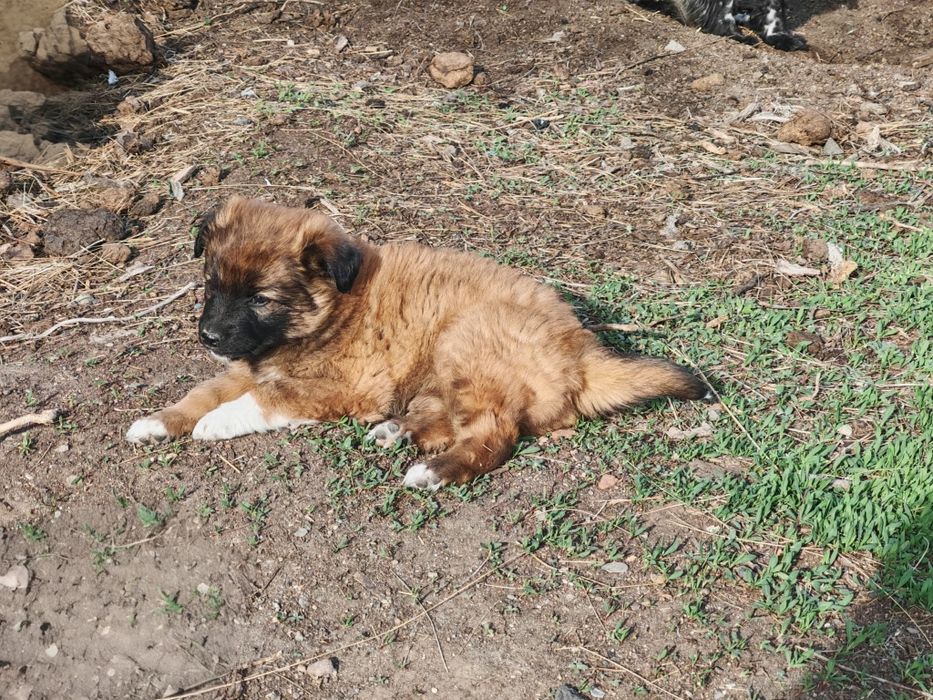 Отдам щенков маленькой породы