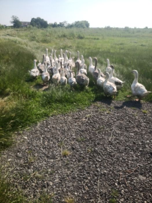 vând gâște  tinere 2025