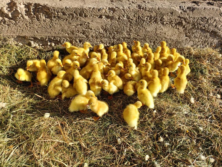 Vând boboci de rațe rasa Pekin