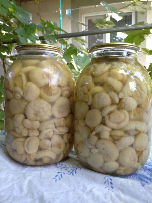 Белый горный гриб 3500