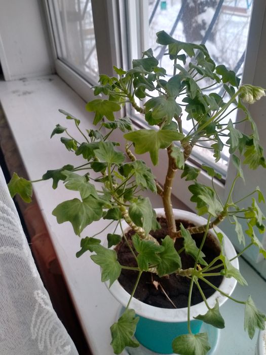 Продам комнатные растения