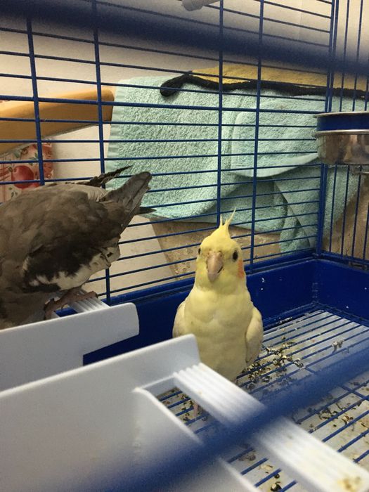 Попугай хорошие карелла пара