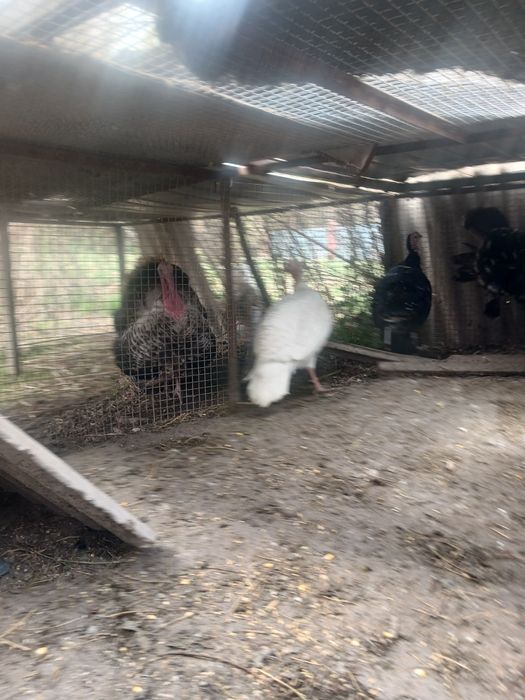 Птицы индюки и индюшки