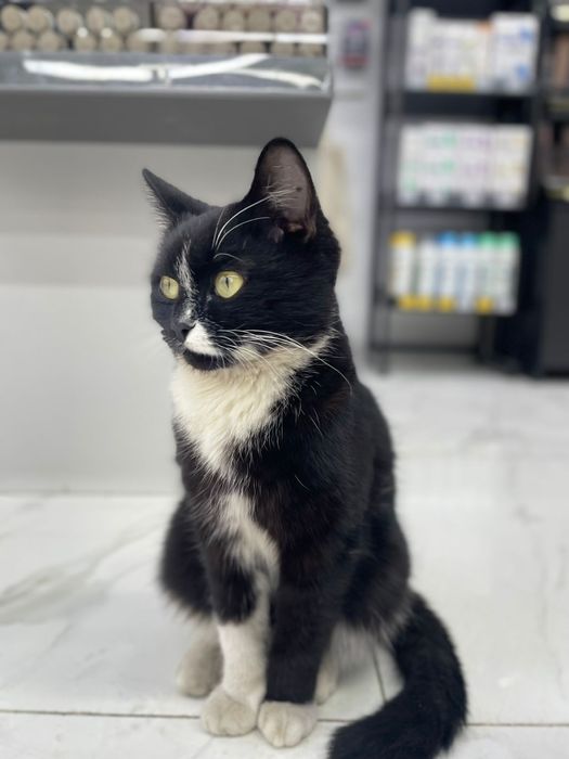 Отдам даром котёнка (кот)