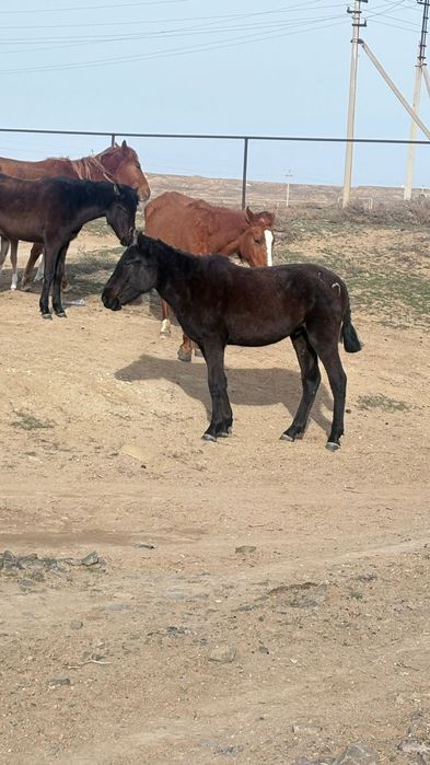 Кунан Құнан сатылады