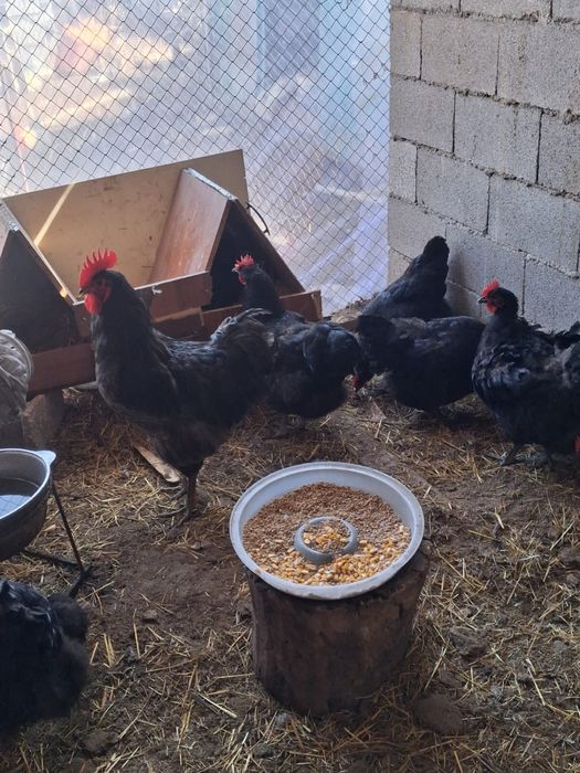 Яйцо от Джерсийский гигант