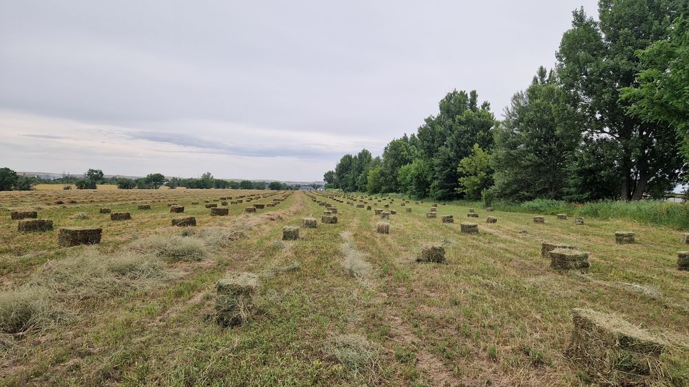 Продам сено КЛЕВЕР Жонышка