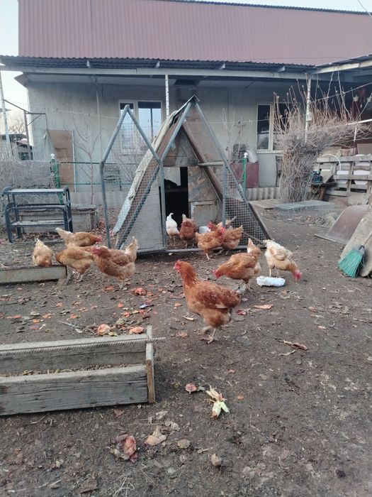 Продам домашные куры