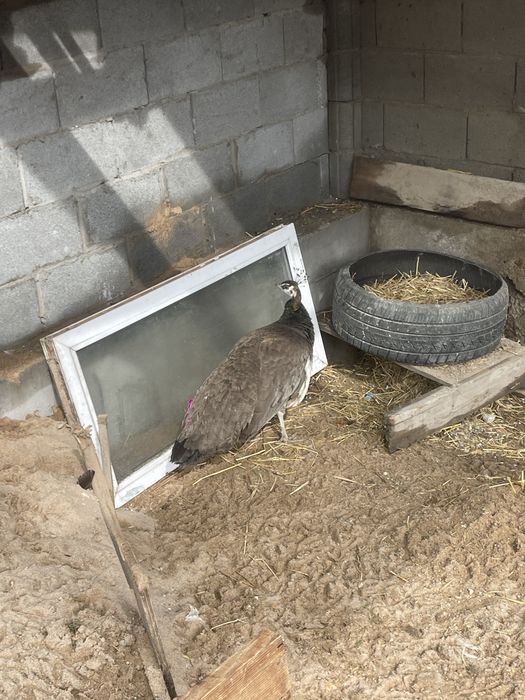 Продам домашные пафлин самка