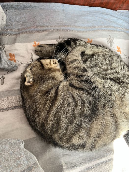 Вязка вислоухого кота