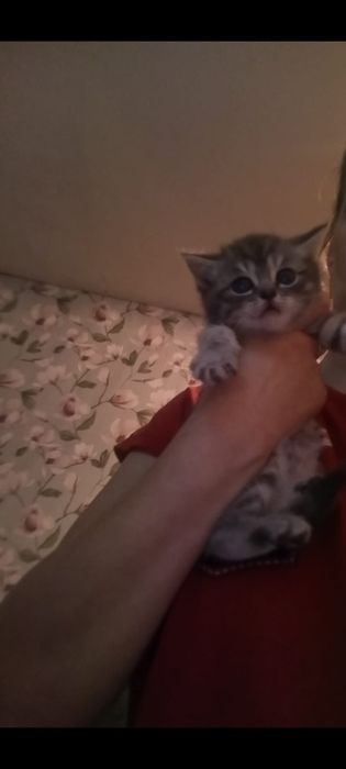 Бриташки 1 месяц 3 недели..Приученны.