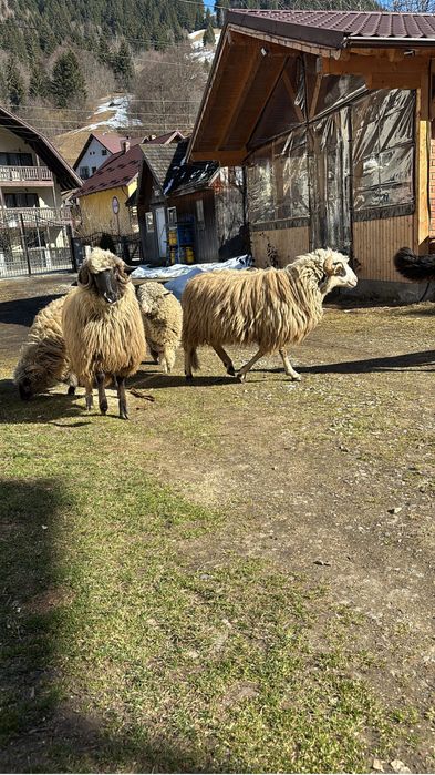 vand berbec varsta un an