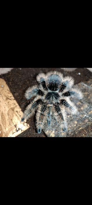 Brachypelma albopilosum.